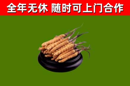 祁连县回收散虫草