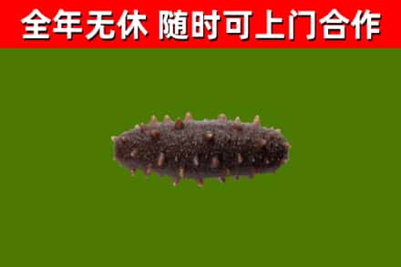 祁连县回收海参干